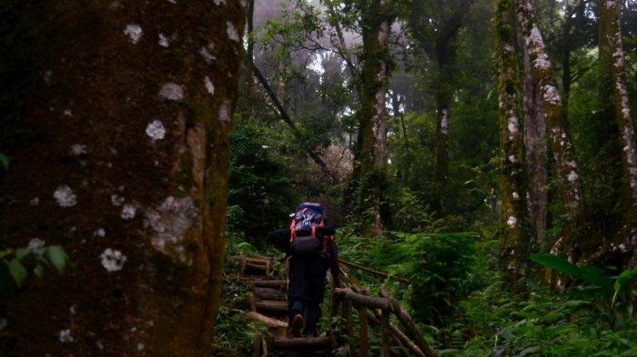 Jalur pendakian menuju puncak Gunung Kencana dengan pepohonan yang rapat dan rindang.