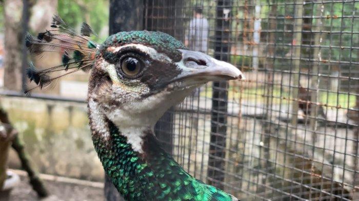 TEMPAT WISATA BOGOR - Taman Cibinong Situ Plaza Bogor memiliki wisata edukasi bagi anak-anak, terdapat mini aviary dengan berbagai macam satwa di sini. Pengunjung yang datang bisa langsung mengenal hewan aves dari yang kecil sampai yang besar.