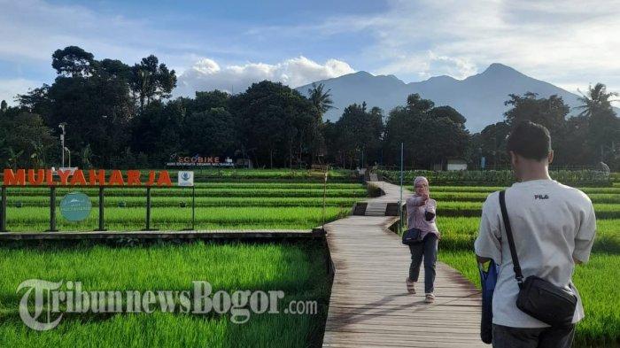 Agro Eduwisata Organik Mulyaharja menjadi opsi liburan yang murah, tempat wisata Bogor ini memiliki pemandangan pedesaan yang asri.