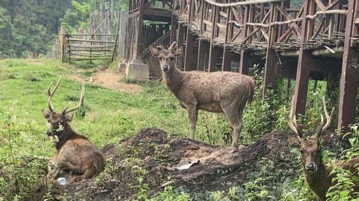 Berkunjung ke tempat wisata Penangkaran Rusa Cariu jadi tempat bermain dan belajar mengenal hewan di Bogor.