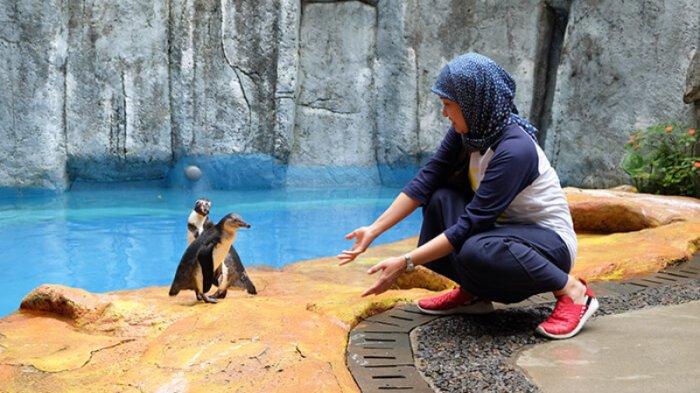 Taman Safari menjadi salah satu tempat wisata di Bogor yang tak pernah sepi pengunjung. Di sini kamu bisa melihat berbagai macam satwa seperti di habitat aslinya.