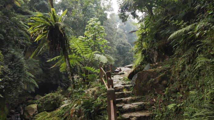 Pemandangan yang disuguhkan selama trekking menuju Curug Kondang, tempat wisata air terjun alami di Bogor.