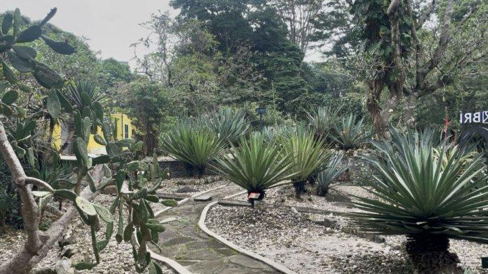 TEMPAT WISATA BOGOR - Suasana di Taman Meksiko, Kebun Raya Bogor, terdapat berbagai jenis tanaman kering seperti kaktus dan agave. Taman ini dirancang untuk merepresentasikan ekosistem gurun dengan koleksi tanaman khas daerah kering dari berbagai belahan dunia.