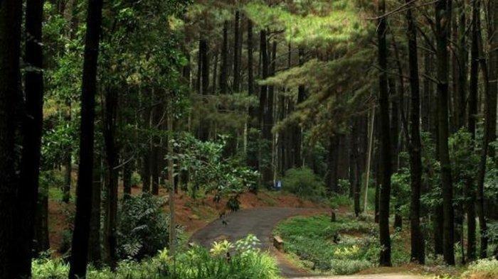 Rekomendasi tempat wisata di Bogor yang instagramable buat foto-foto, salah satunya Gunung Pancar yang berlokasi di Babakan Madang, Kabupaten Bogor