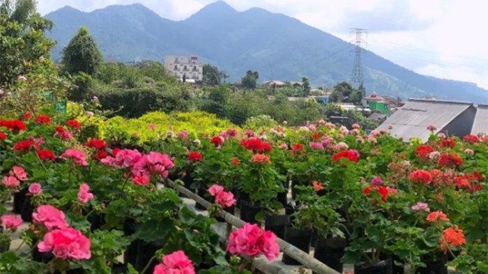 Jika kamu menyukai tanaman-tanaman bunga, tak ada salahnya mengunjungi tempat wisata Agro Inkarla di Cianjur. Hamparan rumput hijau, tanaman hias, dan Gunung Gede Pangrango yang berdiri megah akan membuat pengunjung terkesima.