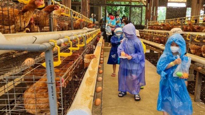 Serunya memanen telur ayam di Kuntum Farm Field, menjadi salah satu tempat wisata di Bogor yang wajib Anda kunjungi bersama buah hati tercinta.