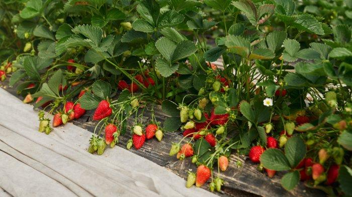 Tempat wisata di Bogor yang cocok bagi para pecinta buah dan sayur, yakni Puncak Berry Farm