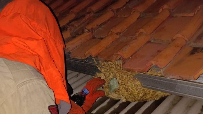 Damkar Indramayu saat mengevakuasi sarang tawon yang bersarang di rumah warga.