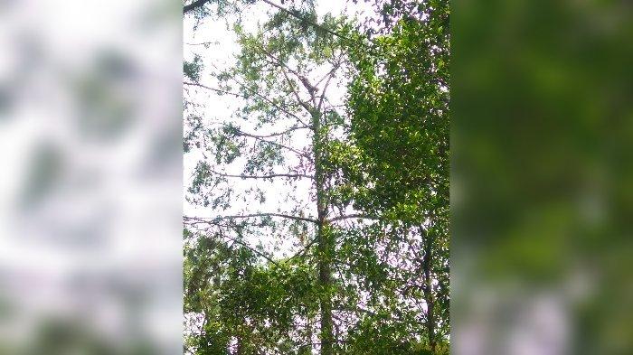 Tangkapan layar video warga macan tutul terlihat di atas pohon di hutan di Kuningan.