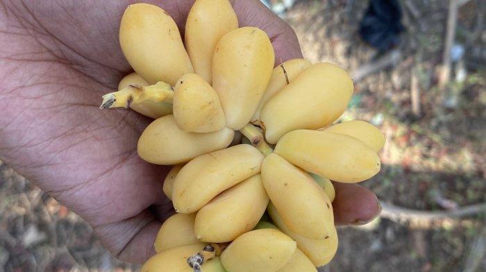 Kurma