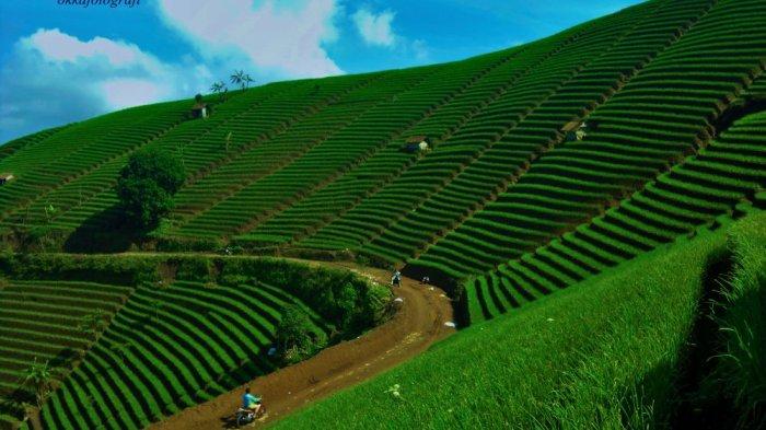 Potret Terasering Panyaweuyan Majalengka tahun 2014 lalu yang dijepret oleh Okka Supardan, sang fotografer asal Kecamatan Maja, Kabupaten Majalengka