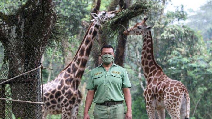 Darmanto memberi pakan jerapah di Taman Safari Bogor, Sabtu (9/5/2020). Selama penutupan karena adanya Pembatasan Sosial Berskala Besar (PSBB) dampak penyebaran Covid-19, Taman Safari Bogor tetap melakukan pemeliharaan, perawatan kesehatan dan pemberian pakan pada satwa.