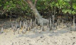 Tanaman Mangrove