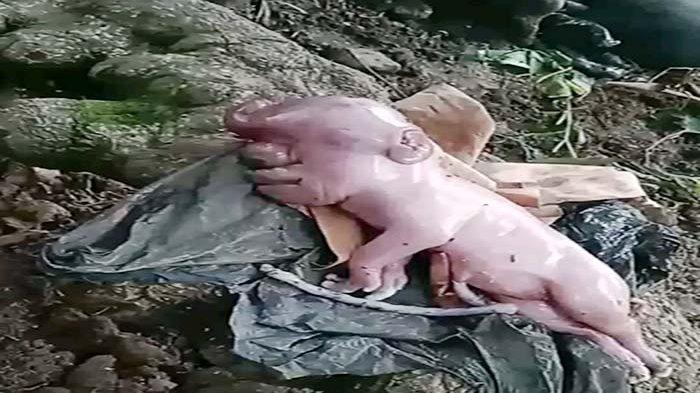 ANAK BABI - Anak Babi di Boleng Manggarai Barat Lahir dengan Wajah Mirip Manusia, Senin 20 November 2023.