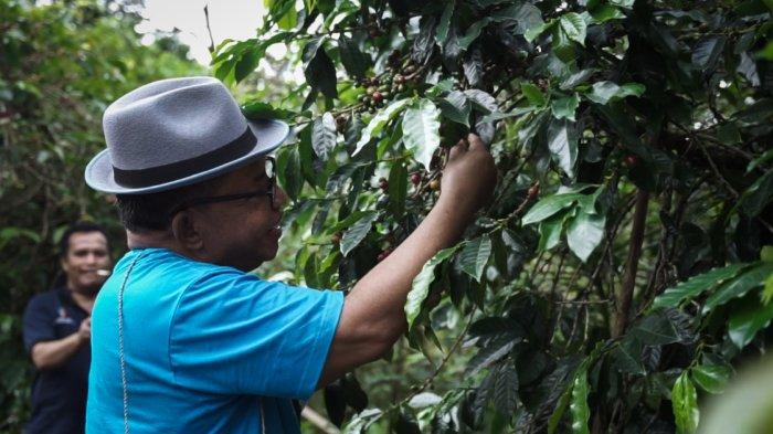 KOPI- Bupati Manggarai Timur, Agas Andreas saat memetik kopi di lembah Colol, Kabupaten Manggarai Timur, Flores,NTT.