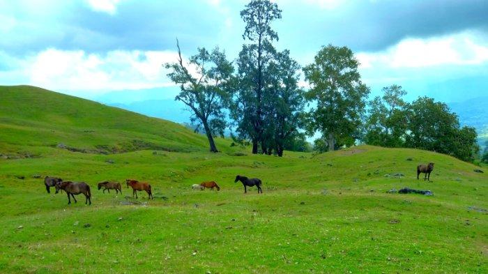 DESTINASI- Kawanan ternak saat merumput di Padang Lelogama, Kabupaten Kupang, Nusa Tenggara Timur.
