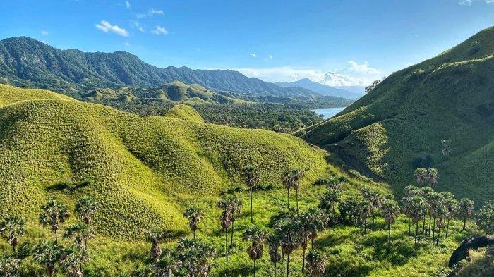 PESONA- Perbukitan sabana di Pantai Wade Lembata, destinasi wisata selain pasir putihnya.