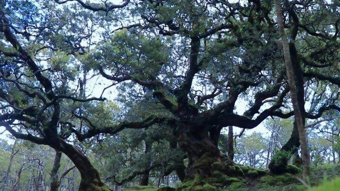 FLORA- Bonasi hutan di Cagar Alam Gunung Mutis, Desa Fatumnasi, Kecamatan Fatumnasi, Kabupaten Timor Tengah Selatan, NTT.