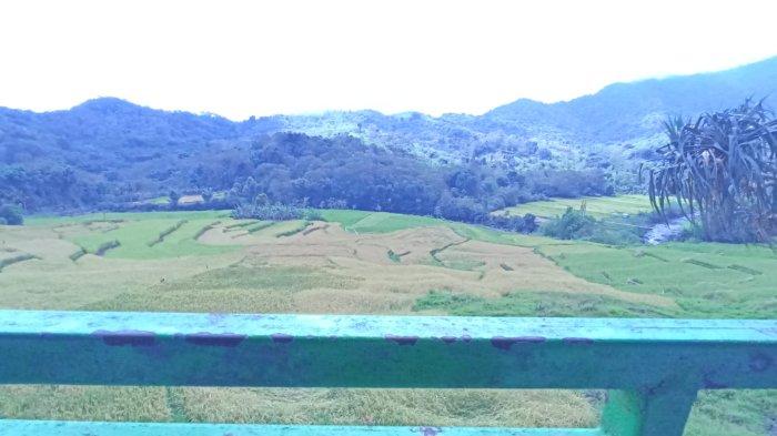 DETUSOKO- Panorama lahan persawahan di Desa Wisata Detusoko Barat, Kabupaten Ende.