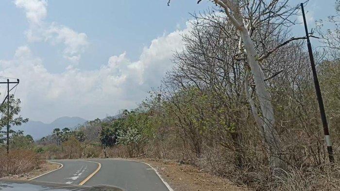 LEMBATA- Ruas jalan yang mulus menuju Desa Wisata Hadakewa, Kecamatan Lebatukan, Kabupaten Lembata, NTT.