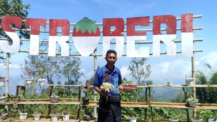 AGROWISATA-Yohanes Sale, pemiliki kebun stroberi di lereng Gunung Kelimutu, Desa Pemo, Kecamatan Kelimutu, Kabupaten Ende.