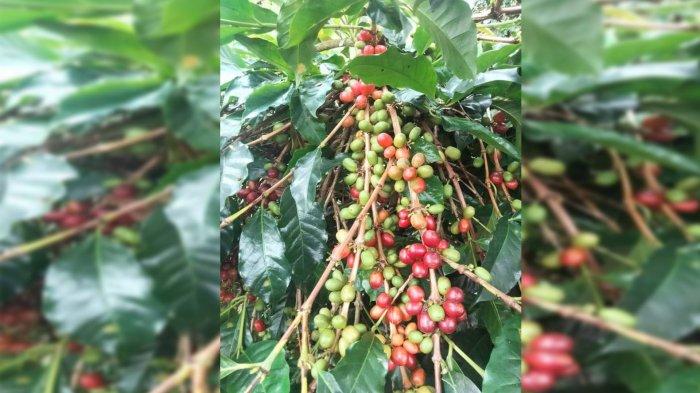 Harga kopi gayo di Bener Meriah turun, Selasa (25/7/2023).
