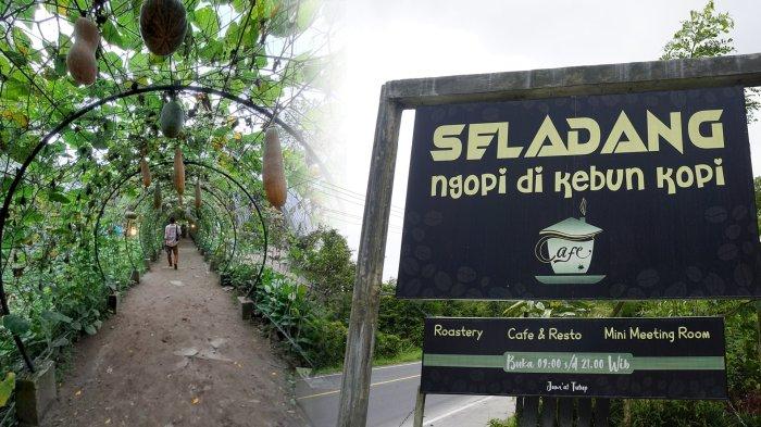 Seladang Kopi nikmati secangkir kopi dikebun kopi