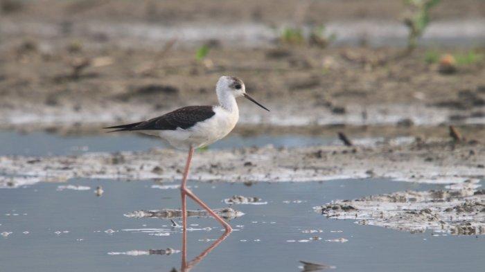 Seekor burung yang terpantau di Danau Limboto, Gorontalo.
