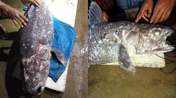 Ikan Coelacanth ditemukan nelayan