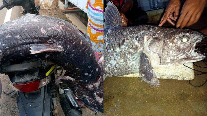 Ikan Coelacanth saat dibawa ke rumah Oskar Kaluku di Desa Imana, Kecamatan Atinggola, Kabupaten Gorontalo Utara, Kamis (16/1/2025).