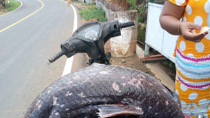 Ikan Coelacanth saat dipindahkan warga