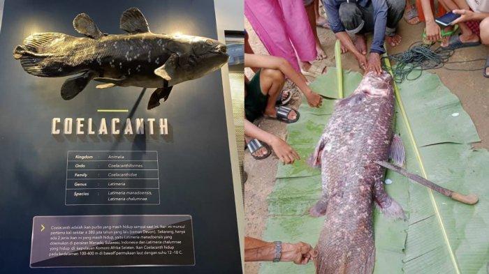 Viral ikan Coelacanth ditemukan di perairan Gorontalo Utara, Provinsi Gorontalo.