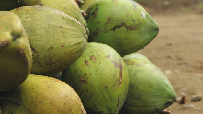 Membayar tunas dahaga denan kelapa Muda Bone Bolango,