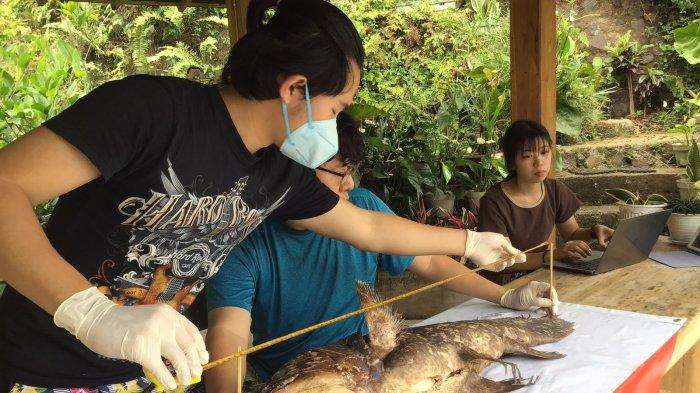 Peneliti tengah mengukur panjang ikan Coelacanth yang ditemukan di Gorontalo Utara.