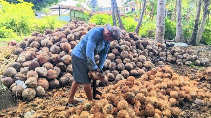 HARGA KOPRA : Marjun Sudirman, Petani Kelapa kopra di Kabupaten Gorontalo, Minggu (13/5/2025). Petani kopra Gorontalo bisa bernafas lega sebab harga kopra yang mengalami kenaikan dari Rp14 ribu per kg kini Rp20 ribu per kg.
