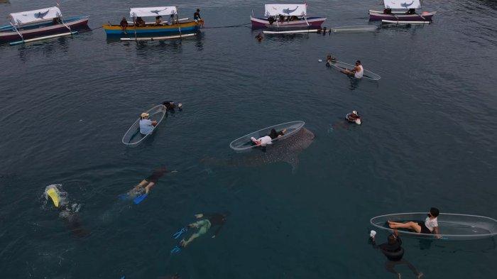 Potret Hiu Paus di Botubarani, Gorontalo.