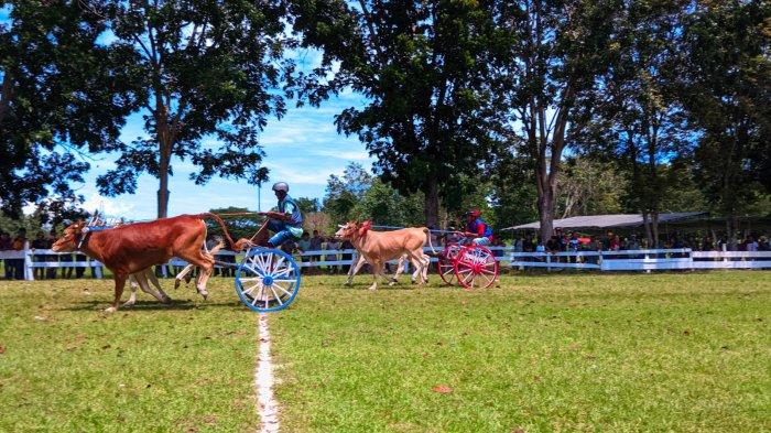 ARENA PACUAN KUDA - Potret lomba karapan sapi di Desa Yosonegoro, Kecamatan Limboto Barat, Kabupaten Gorontalo. Ratusan warga memadati arena, Senin (7/4/2025).