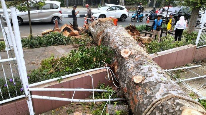 Petugas Ranger DPKP Kota Bandung mengevakuasi pohon damar yang tumbang di Jalan Ir H Djuanda, Dago, Kota Bandung, Jawa Barat, Rabu (2/8/2023).