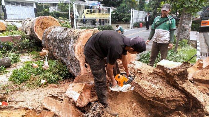 Petugas Ranger DPKP Kota Bandung mengevakuasi pohon damar yang tumbang di Jalan Ir H Djuanda, Dago, Kota Bandung, Jawa Barat, Rabu (2/8/2023).