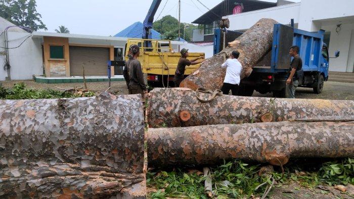 Petugas Ranger DPKP Kota Bandung mengevakuasi pohon damar yang tumbang di Jalan Ir H Djuanda, Dago, Kota Bandung, Jawa Barat, Rabu (2/8/2023).