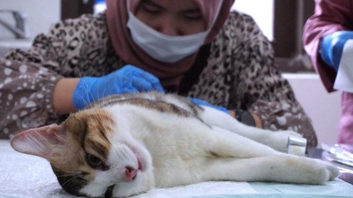 Dokter hewan melakukan kastrasi kepada kucing jantan di UPTD Klinik Hewan Kota Bandung, Jalan Pelindung Hewan, Kota Bandung, Jawa Barat, Jumat (21/6/2024).