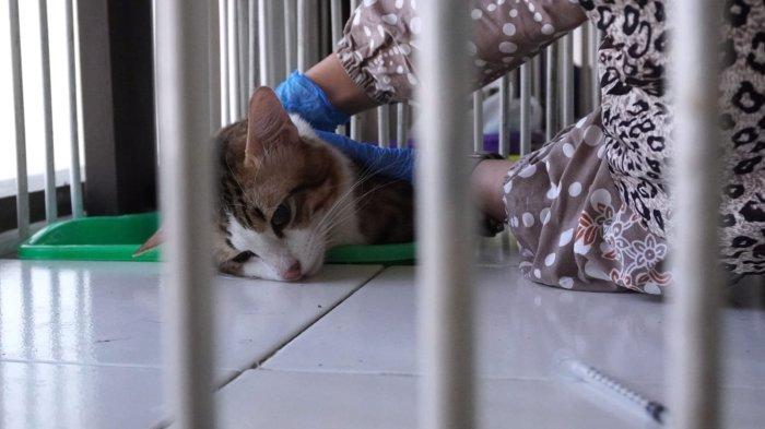 Dokter hewan mengambil kucing jantan yang sudah pingsan untuk dikastrasi di UPTD Klinik Hewan Kota Bandung, Jalan Pelindung Hewan, Kota Bandung, Jawa Barat, Jumat (21/6/2024).