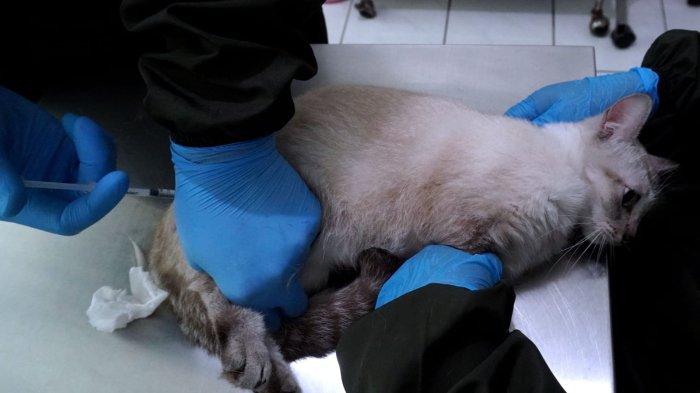Dokter hewan menyuntik bius kucing betina yang akan disteriliasi di UPTD Klinik Hewan Kota Bandung, Jalan Pelindung Hewan, Kota Bandung, Jawa Barat, Jumat (21/6/2024).