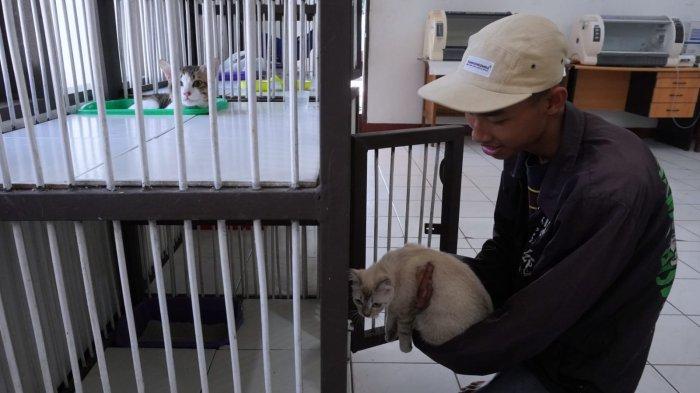 Pemilik kucing memasukan kucingnya yang sudah disuntik bius ke dalam kandang menunggu pingsan untuk disteriliasi di UPTD Klinik Hewan Kota Bandung, Jalan Pelindung Hewan, Kota Bandung, Jawa Barat, Jumat (21/6/2024).