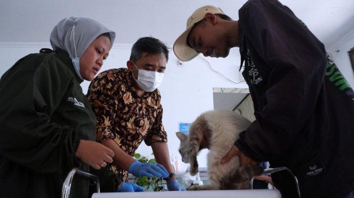 Petugas menimbang kucing betina yang akan disteriliasi di UPTD Klinik Hewan Kota Bandung, Jalan Pelindung Hewan, Kota Bandung, Jawa Barat, Jumat (21/6/2024).