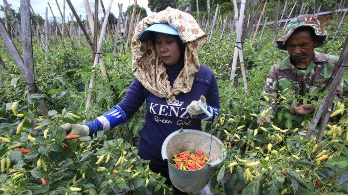 Petani memanen cabai rawit di lahan garapan kawasan Sawah Lega, Kelurahan Ledeng, Kecamatan Cidadap, Kota Bandung, Jawa Barat, Senin (13/1/2025).
