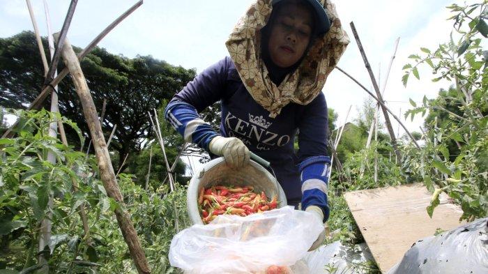 Petani memanen cabai rawit di lahan garapan kawasan Sawah Lega, Kelurahan Ledeng, Kecamatan Cidadap, Kota Bandung, Jawa Barat, Senin (13/1/2025).