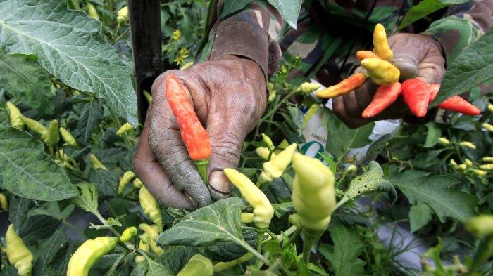 Petani memanen cabai rawit di lahan garapan kawasan Sawah Lega, Kelurahan Ledeng, Kecamatan Cidadap, Kota Bandung, Jawa Barat, Senin (13/1/2025).