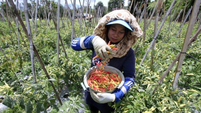 Petani memanen cabai rawit di lahan garapan kawasan Sawah Lega, Kelurahan Ledeng, Kecamatan Cidadap, Kota Bandung, Jawa Barat, Senin (13/1/2025).