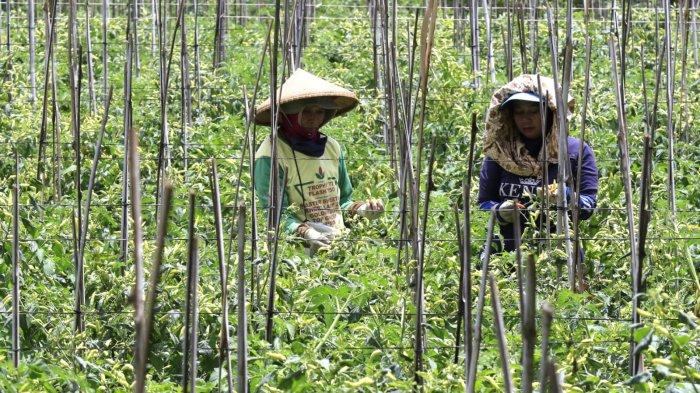 Petani memanen cabai rawit di lahan garapan kawasan Sawah Lega, Kelurahan Ledeng, Kecamatan Cidadap, Kota Bandung, Jawa Barat, Senin (13/1/2025).